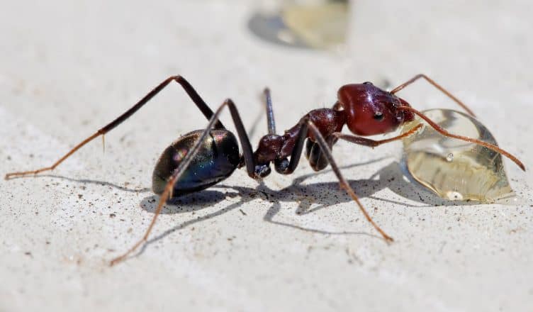 Meat eater ant feeding on honey