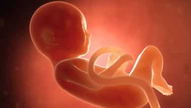 zigot nedir, zigot hakkında bilgi, Hamile kalmak için en uygun zaman, Nasıl gebe kalınır, Hamilelik nasıl oluşur, zigot tanımı, zigot anlamı, gebelik